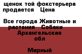 щенок той-фокстерьера продается › Цена ­ 25 000 - Все города Животные и растения » Собаки   . Архангельская обл.,Мирный г.
